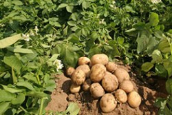 ECO - GROW - Rau củ