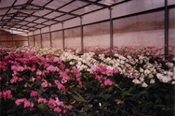 ECO-FLORA Cỏ và hoa