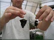 ECO-FLORA Cỏ và hoa