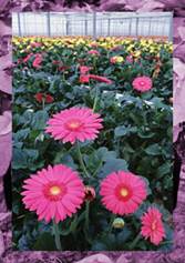 ECO-FLORA Cỏ và hoa