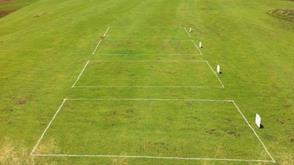 ECO-FLORA Cỏ và hoa