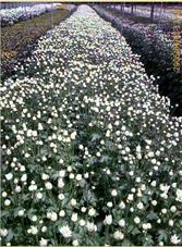 ECO-FLORA Cỏ và hoa