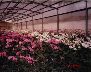 ECO-FLORA Cỏ và hoa